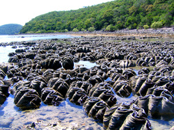Giant clam farm cheap